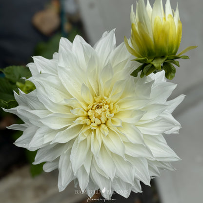 Fleurel dahlia has ivory white dinnerplate sized flowers grown by Baby Bird Blooms