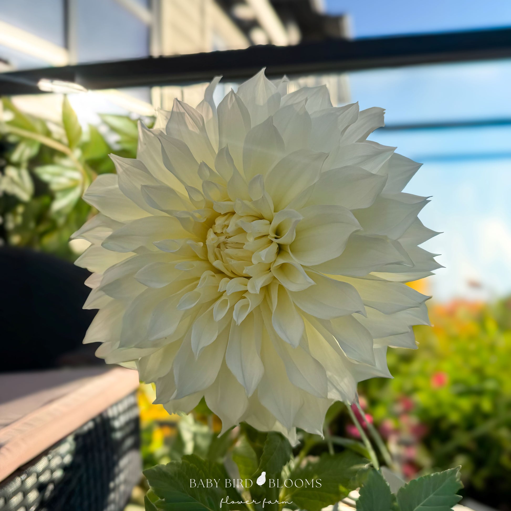 Fleurel dahlia has large ivory flowers grown by Baby Bird Blooms in Alberta