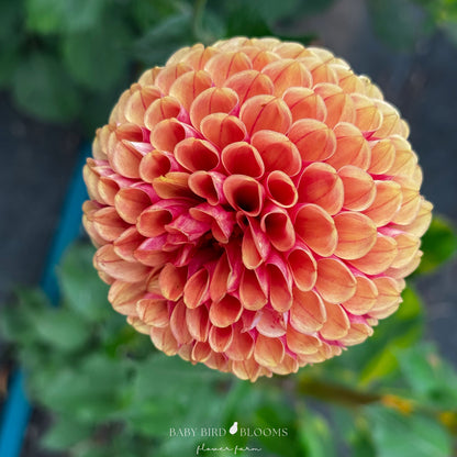 Hy Suntan dahlia has two-toned petals in orange to bronze and cinnamon grown by Baby Bird Blooms