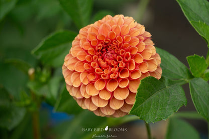 Hy Suntan dahlia producing warm honey bronze to cinnamon red flowers perfect for autumn bouquets - Baby Bird Blooms Flower Farm 