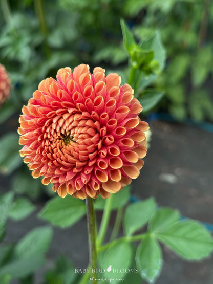 Dahlia Hy Suntan has perfectly symmetrical high petal count flowers grown by Baby Bird Blooms