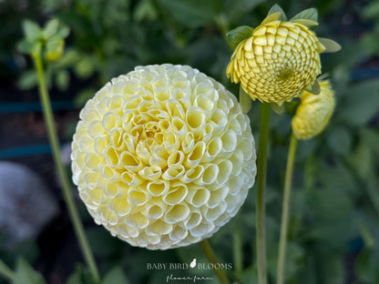 Irish Moon dahlia has creamy yellow to ice yellow flowers grown by Baby Bird Blooms 