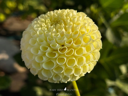 Irish Moon dahlia is a miniature ball variety grown by Baby Bird Blooms in Alberta