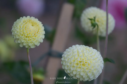 Irish Moon dahlia flowers early and is a floriferous producer - Baby Bird Blooms