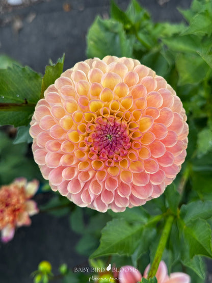 Jowey Paula dahlia is a heavy flower and tuber producer with great vase life - Baby Bird Blooms in Alberta 