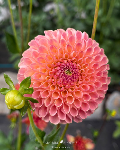 Jowey Paula dahlia is a vigorous ball variety with glowing flowers grown by Baby Bird Blooms
