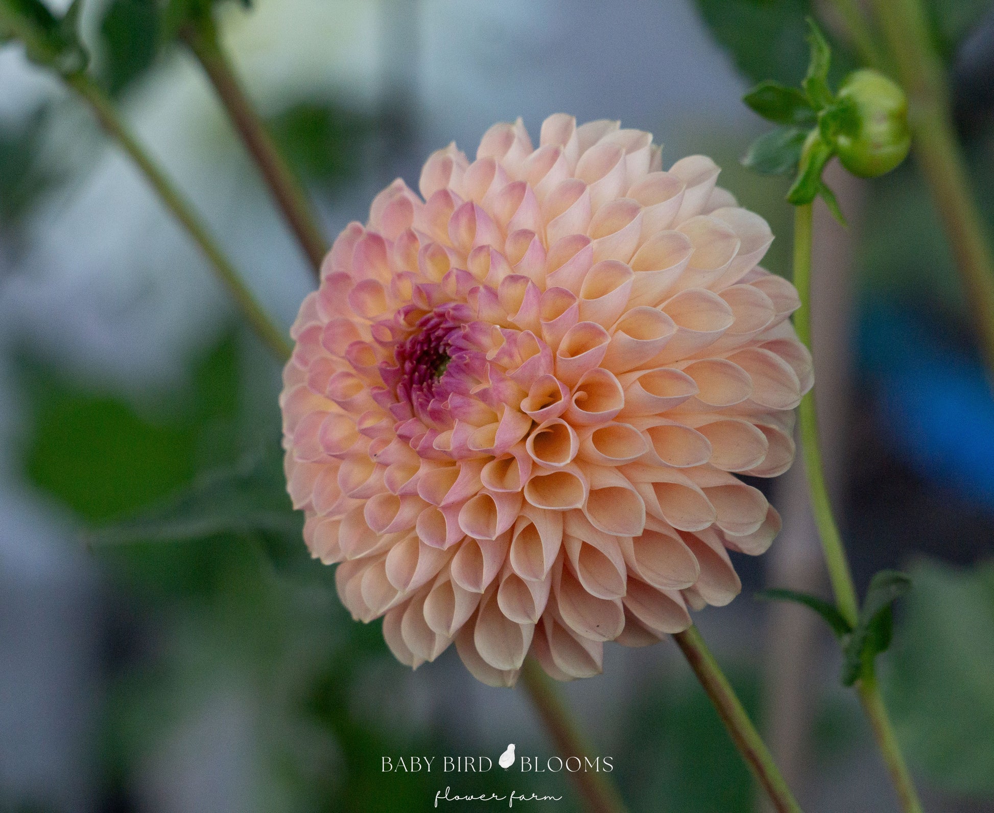 Jowey Paula dahlia grown by Baby Bird Blooms in Alberta 