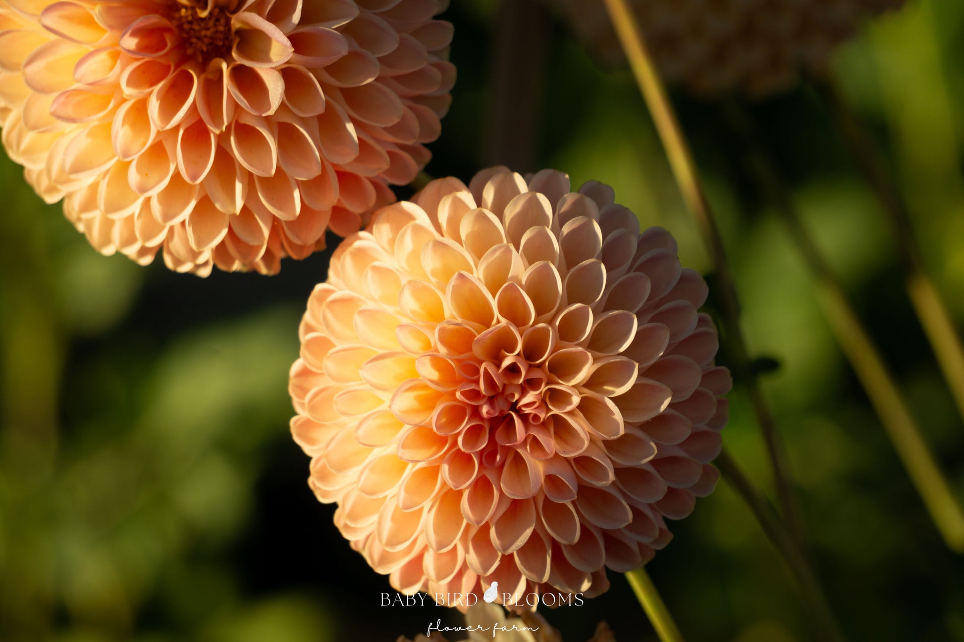 Jowey Paula dahlia with peach-pink and yellow flowers in the heat of summer - Baby Bird Blooms