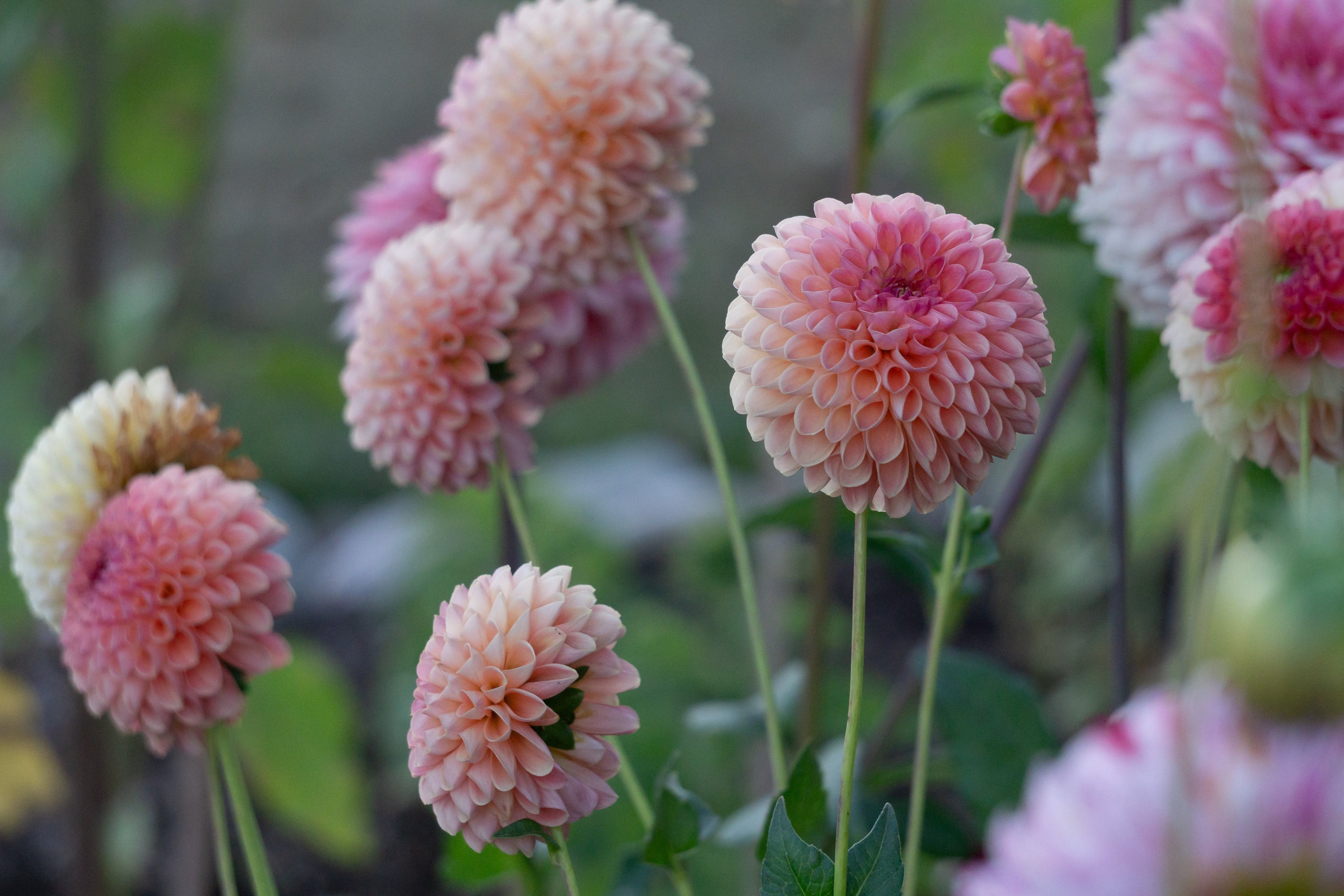 Jowey Paula dahlia flowering in the Baby Bird Blooms garden in Alberta