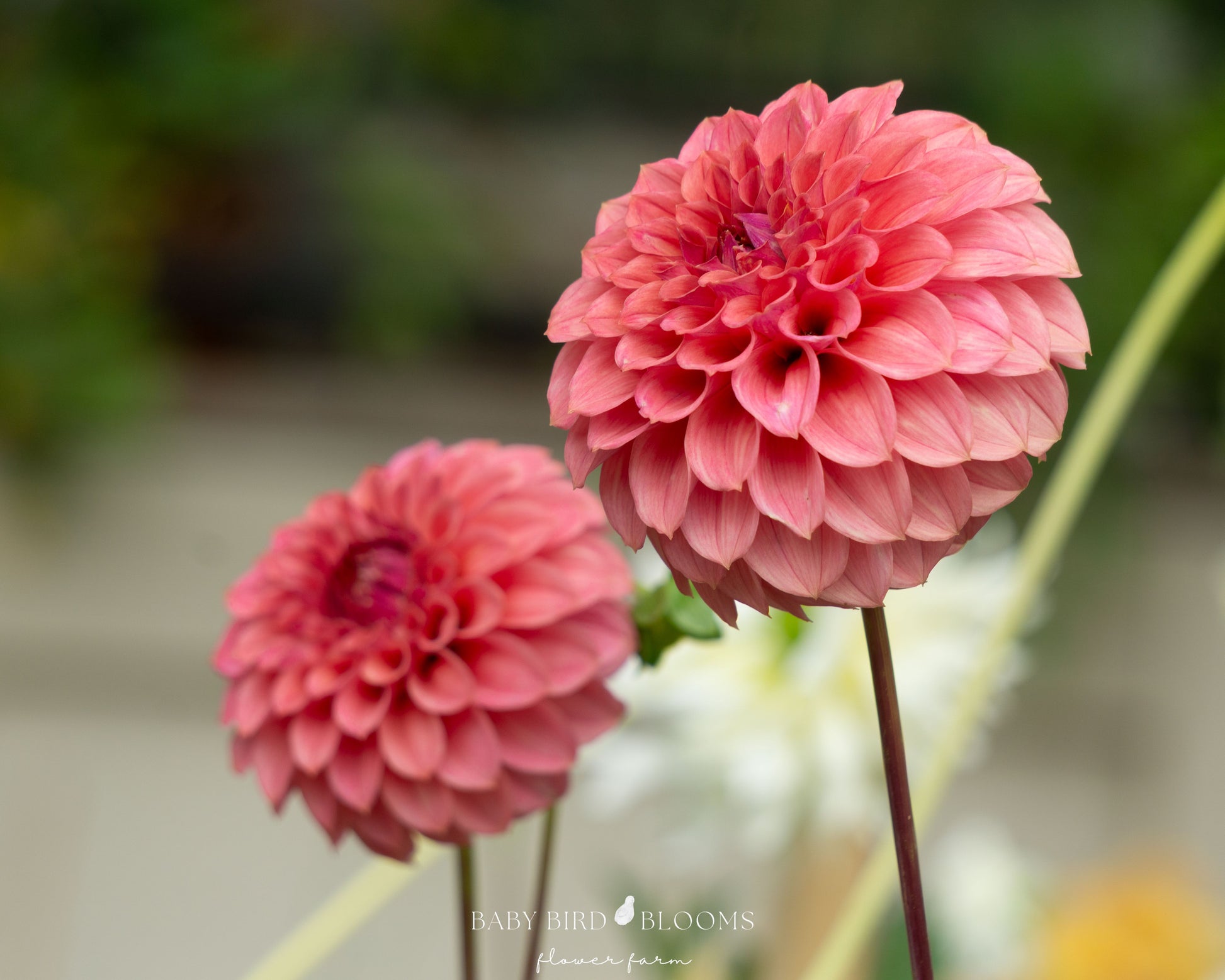 Keltie Rose dahlia flowers bring elegance to the garden and wedding bouquets - Baby Bird Blooms Flower Farm