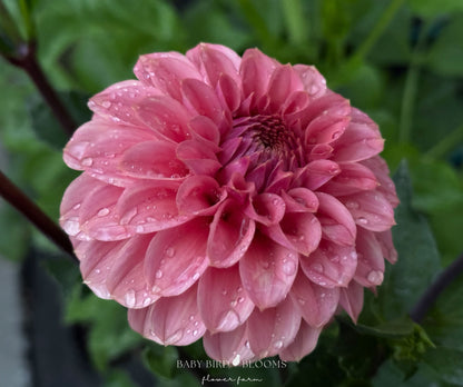 Keltie Rose dahlia is a must-have romantic wedding or garden flower grown by Baby Bird Blooms