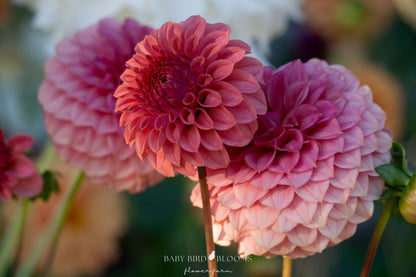 Keltie Rose dahlia close up of soft pink flowers - Baby Bird Blooms Flower Farm in Alberta