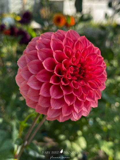 Keltie Rose dahlia has deep smokey pink flowers grown by Baby Bird Blooms in Alberta 