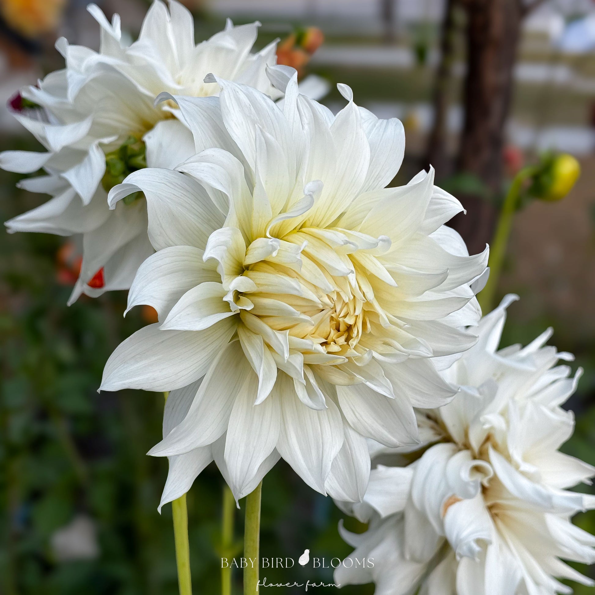 Khalessi dahlia dinnerplate size flowers grown by Baby Bird Blooms