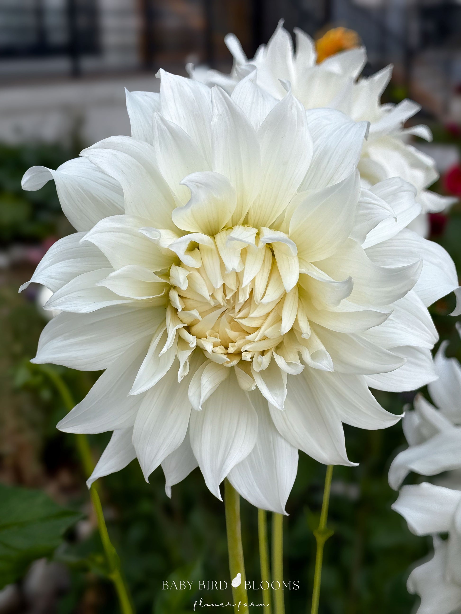 Khalessi dahlia with pure white flowers perfect for wedding bouquets grown by Baby Bird Blooms