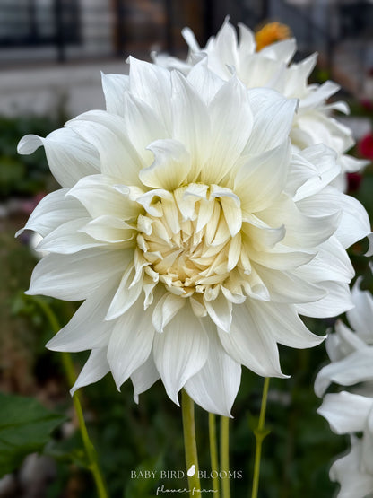Khalessi dahlia with pure white flowers perfect for wedding bouquets grown by Baby Bird Blooms