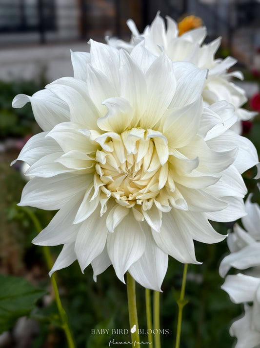 Khalessi dahlia with pure white flowers perfect for wedding bouquets grown by Baby Bird Blooms