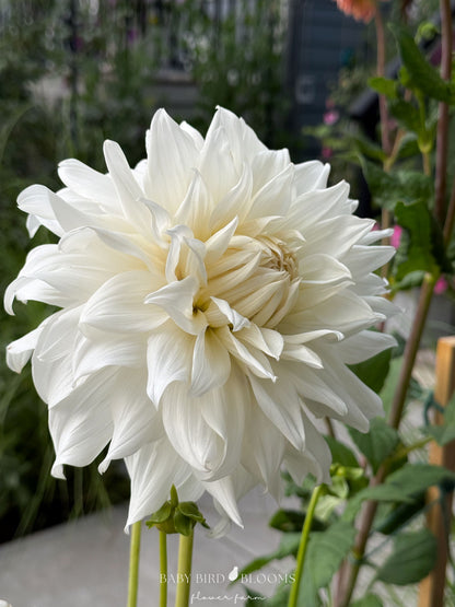 Khalessi dahlia growing in Alberta by Baby Bird Blooms has exceptional vase life and strong stems