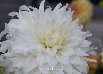 Khalessi dahlia close up of pure white petals with a soft ivory center grown by Baby Bird Blooms in Alberta