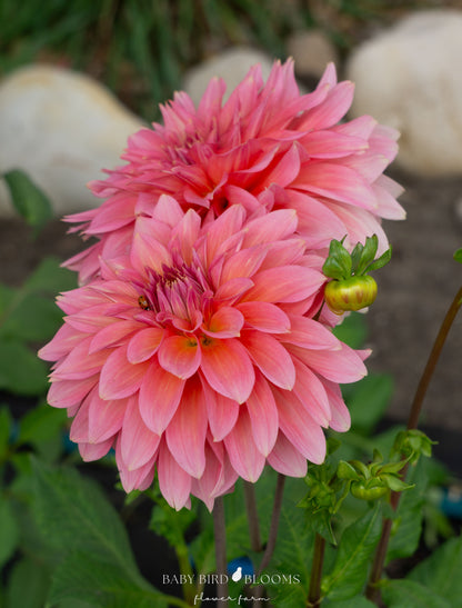 Kenora Lisa dahlia flowers in garden by Baby Bird Blooms in Alberta