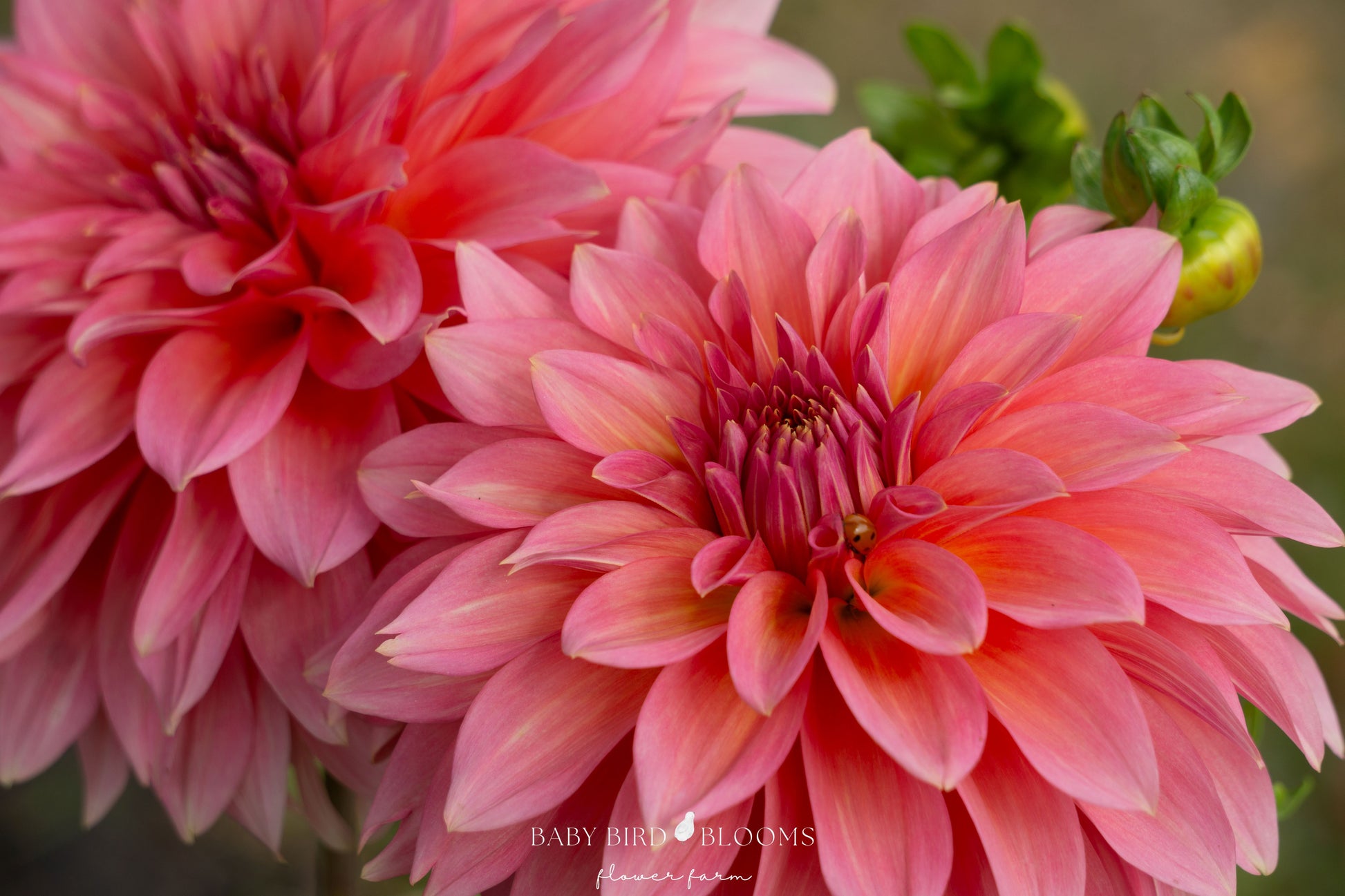 Kenora Lisa dahlia close-up photo by Chera of Baby Bird Blooms Flower Farm