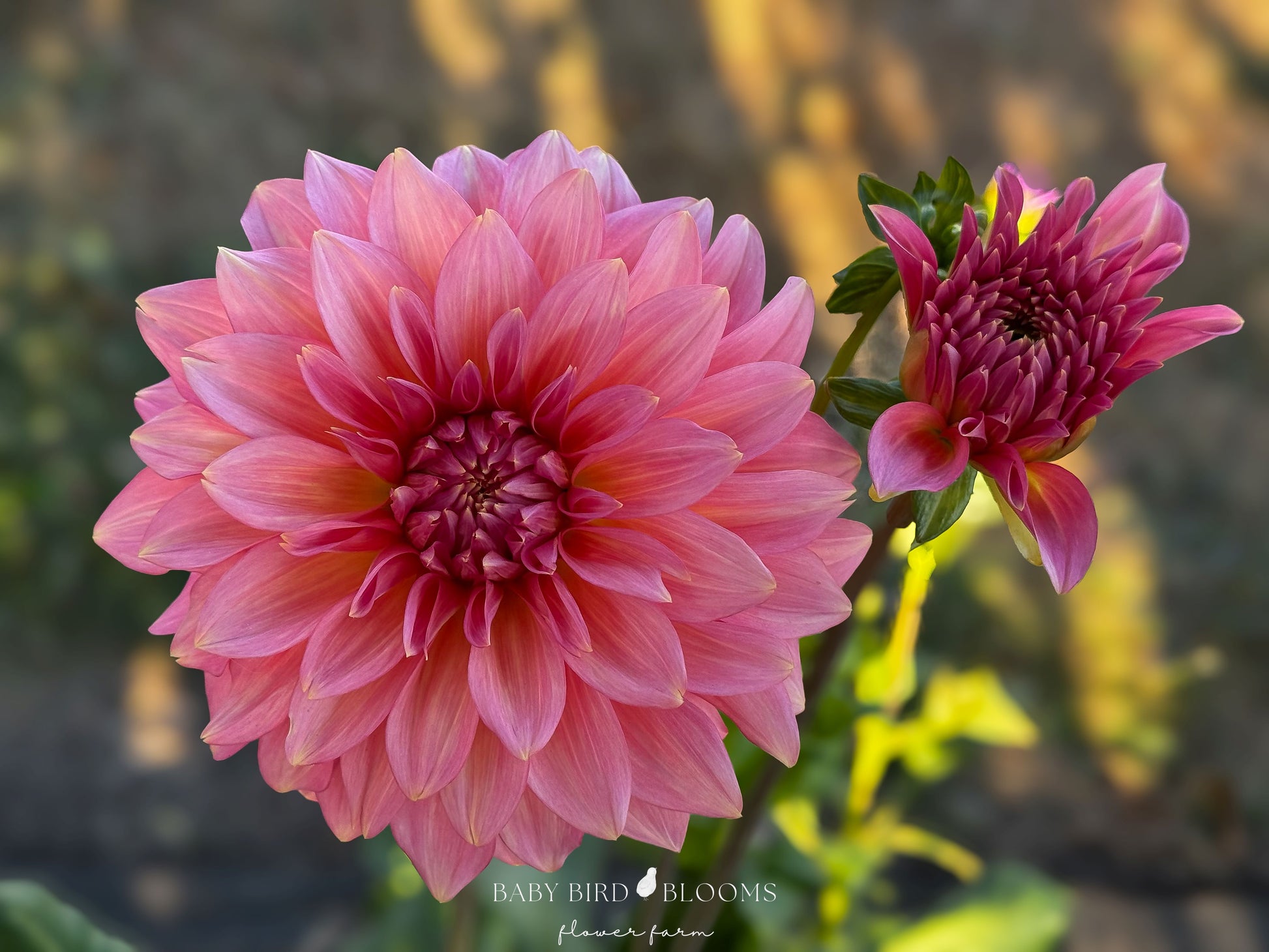 Kenora Lisa dahlia is a premier cut and show flower with impeccable formal decorative shape - Baby Bird Blooms