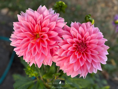 Kenora Lisa dahlia bright pink flowers with tropical vibes - Baby Bird Blooms Alberta Flower Farm
