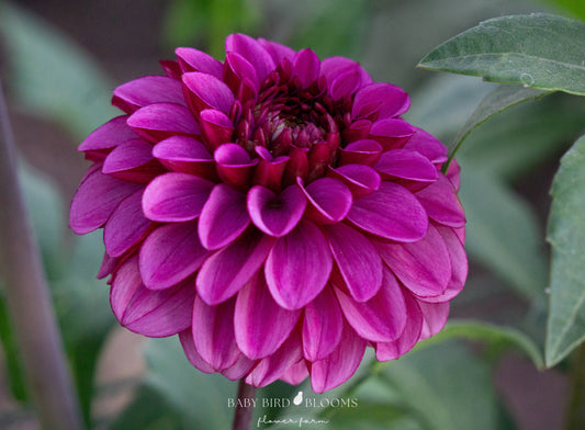 Laughing Lizza dahlia bloom showing petal structure by Baby Bird Blooms