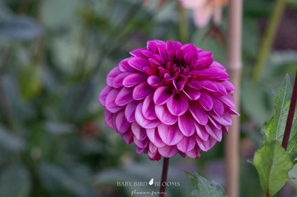 Laughing Lizza dahlia flower grown at Baby Bird Blooms Flower Farm in Alberta