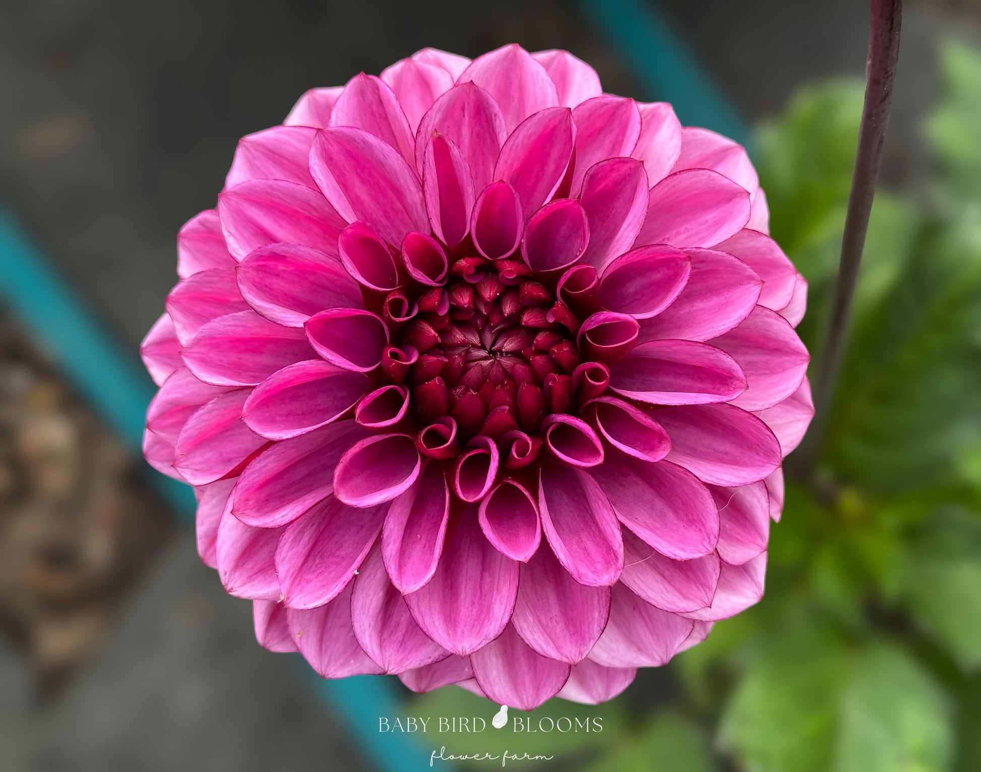 Laughing Lizza dahlia flowers have lilac petals with a deep wine-purple reverse - Baby Bird Blooms