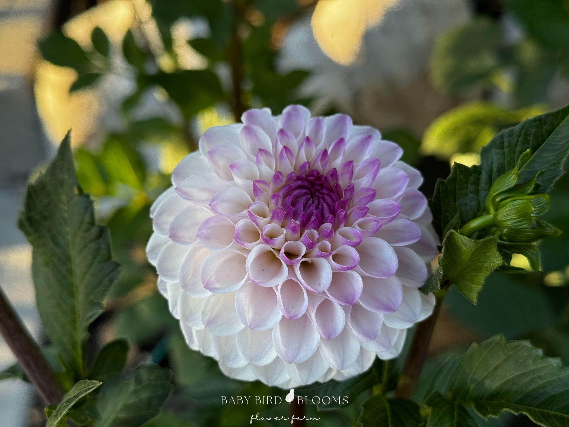 Lyn's Louise dahlia flowers in soft, ethereal blends of white and lavender-pink blush - Baby Bird Blooms 