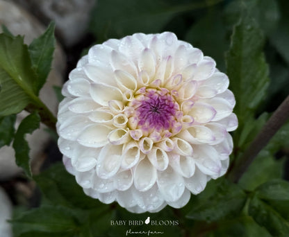 Lyn’s Louise is an exceptionally reliable formal decorative dahlia - Baby Bird Blooms Alberta 