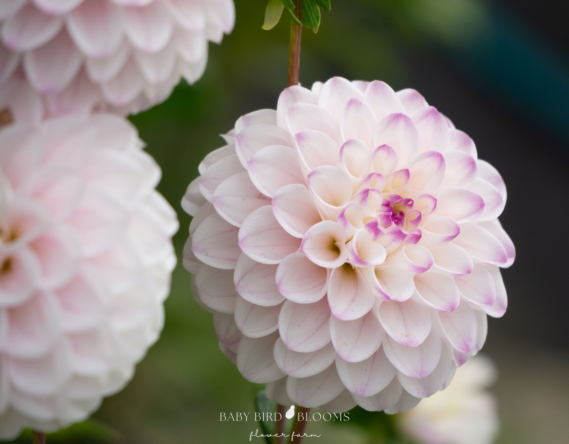 Lyn's Louise dahlia flower grown in Alberta by Baby Bird Blooms