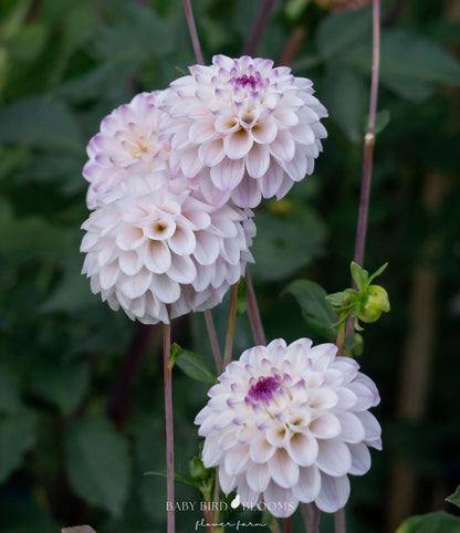 Lyn's Louise is a reliable formal decorative dahlia - Baby Bird Blooms in Alberta