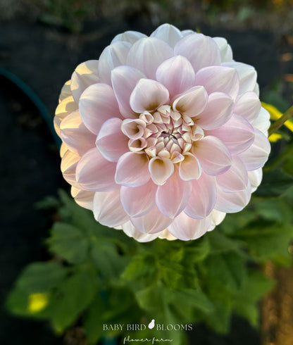 Marionberry Milkshake dahlia is a top choice for floral work and cottage garden borders - Baby Bird Blooms