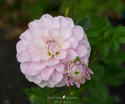 Marionberry Milkshake dahlia romantic lavender flowers - Baby Bird Blooms Flower Farm in Alberta