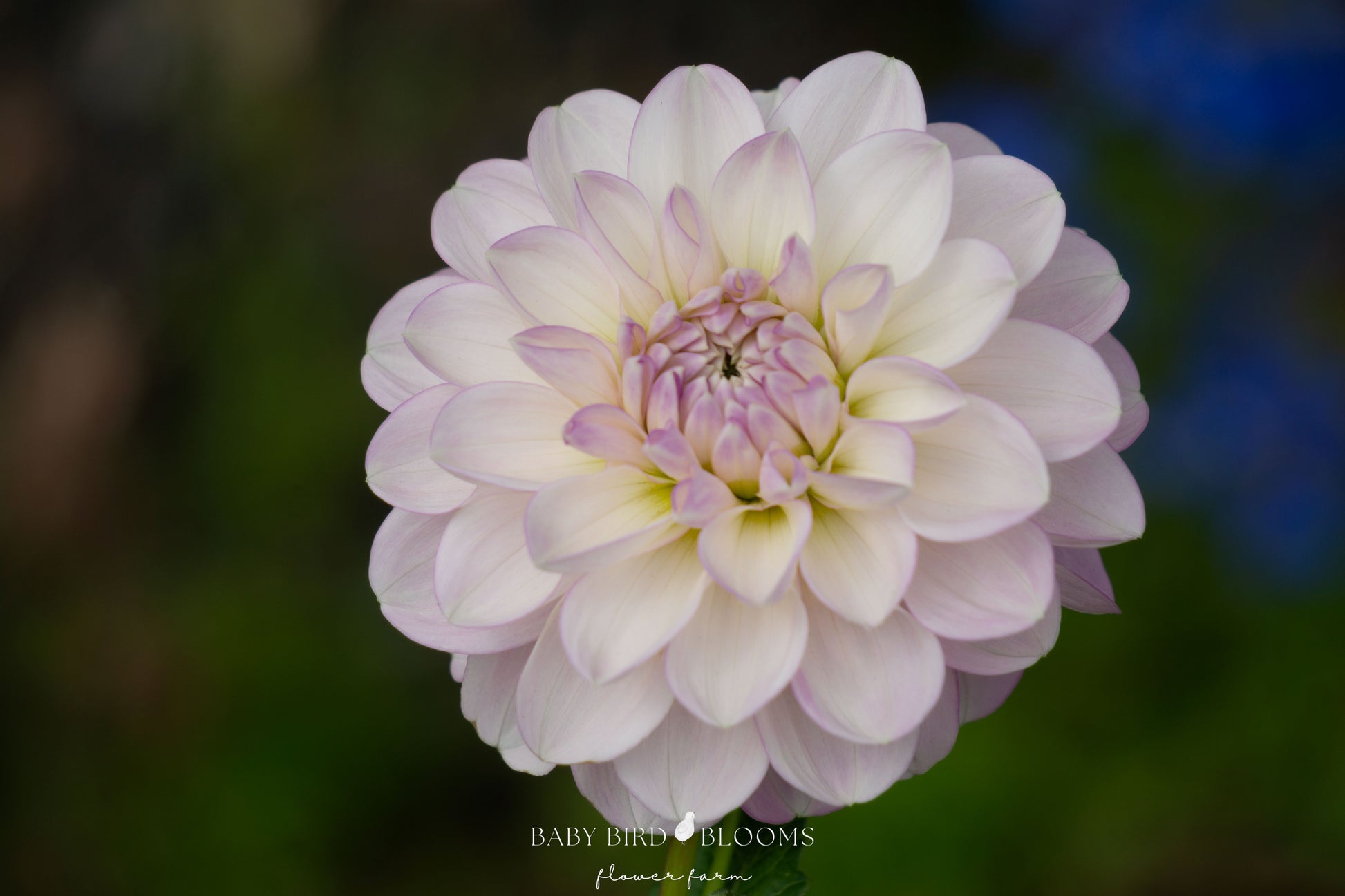 Marionberry Milkshake dahlia flower close-up by Baby Bird Blooms Flower Farm