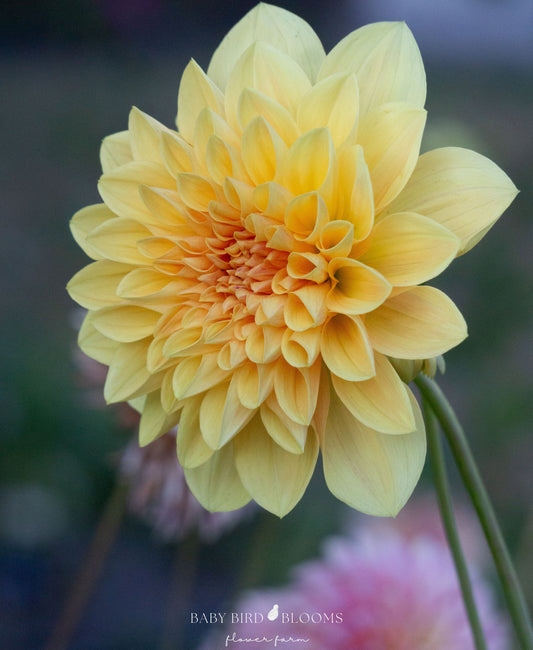 Mary Lou dahlia is a large semi cactus flower in charming egg-yolk yellow - Baby Bird Blooms in Alberta