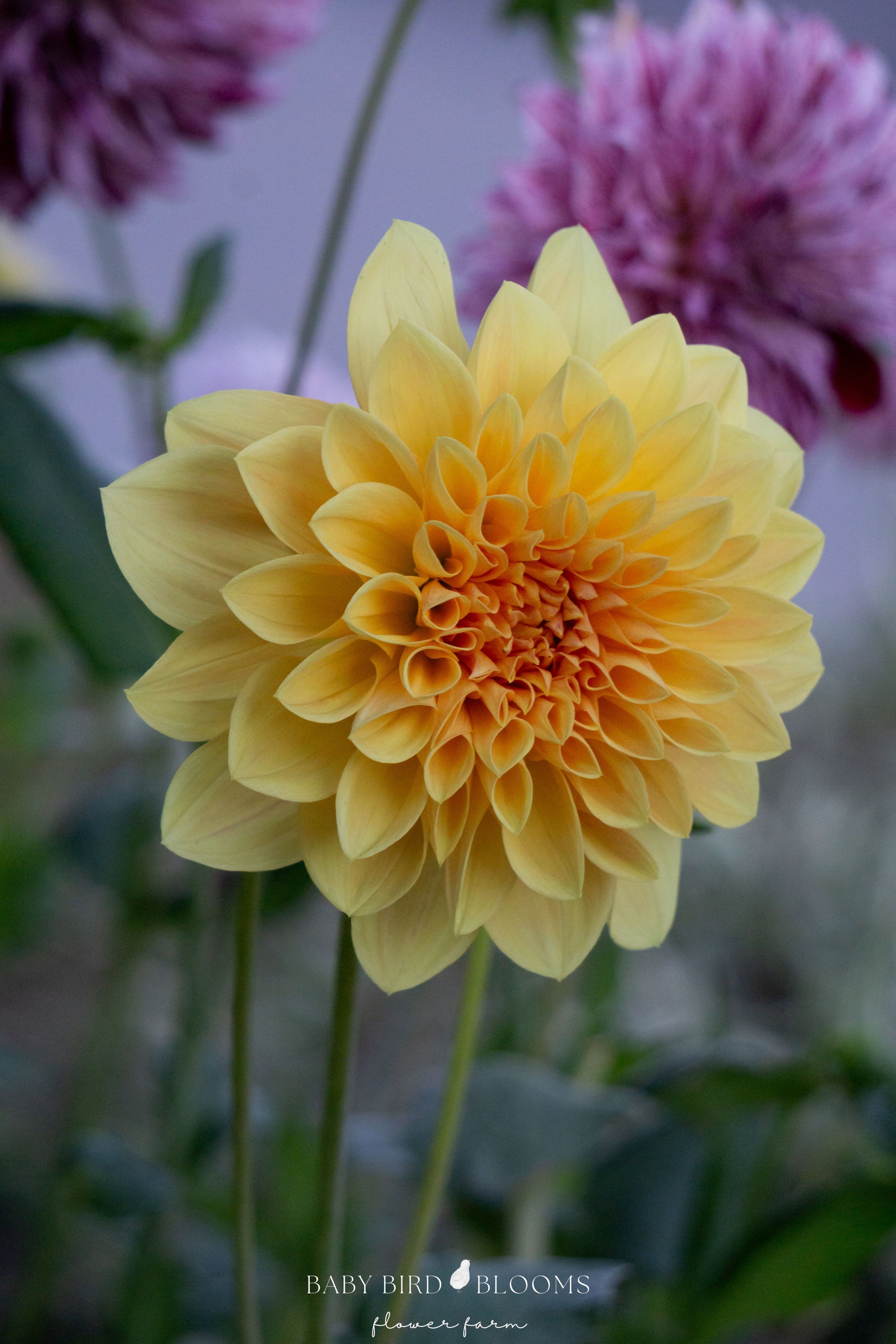 Mary Lou dahlia decorative flower for weddings and gardens by Baby Bird Blooms