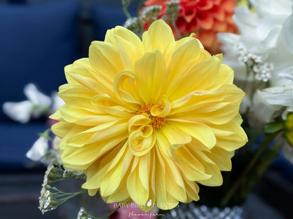 Mary Lou dahlia large flower aging gracefully as cut flower - Baby Bird Blooms
