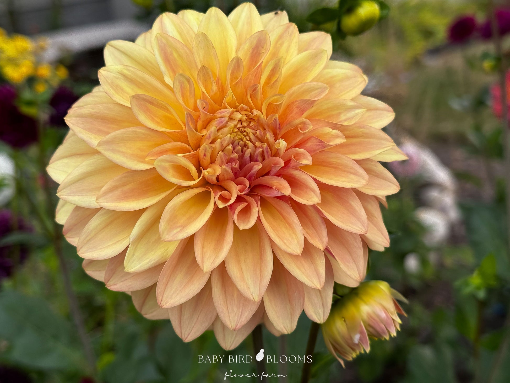 Miss Amara dahlia flower grown in Alberta by Baby Bird Blooms