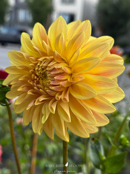 Miss Amara dahlia is extremely prolific in bloom and tuber production - Baby Bird Blooms Flower Farm Alberta