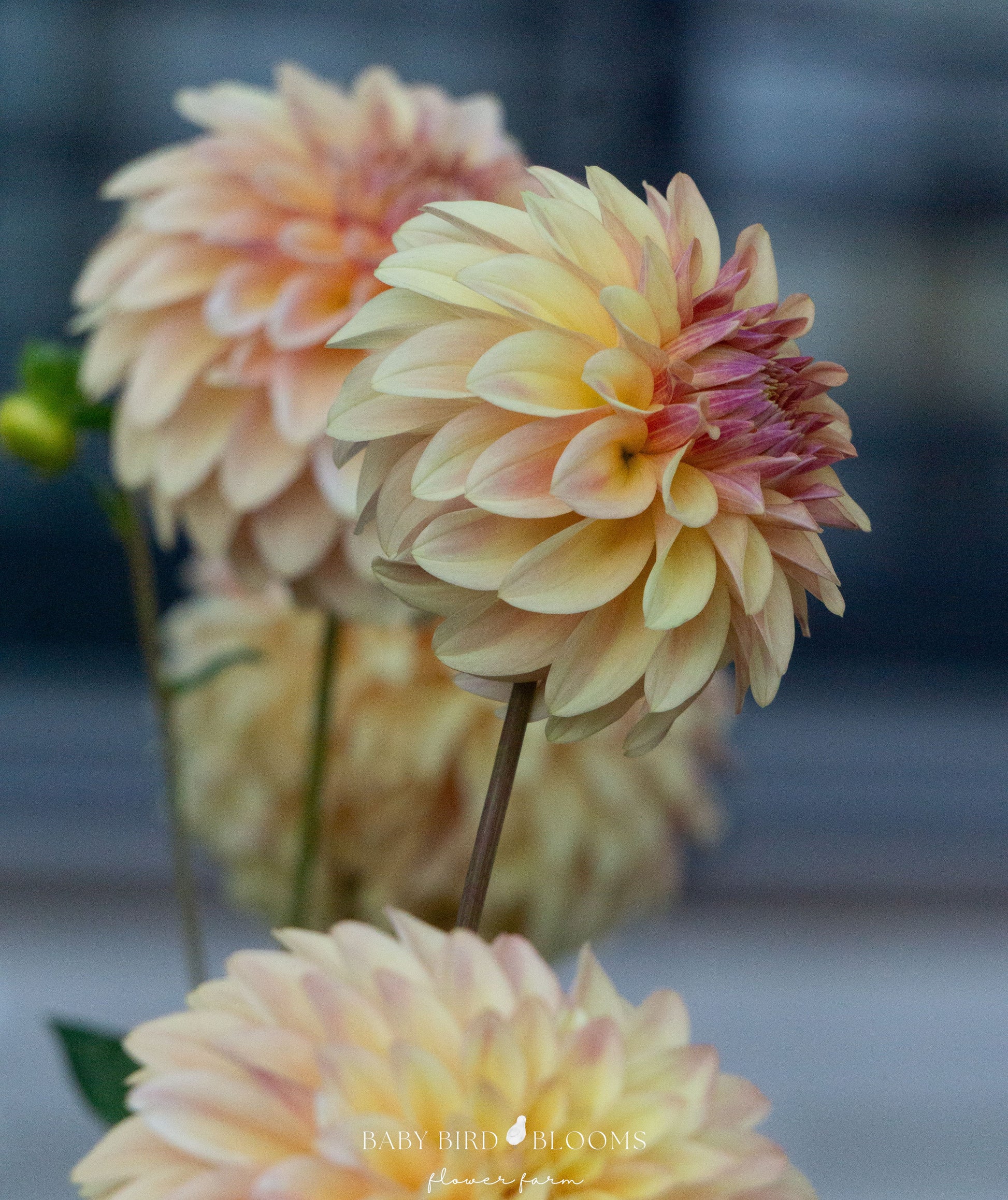 Miss Amara dahlia flower blooming in the garden at Baby Bird Blooms Flower Farm