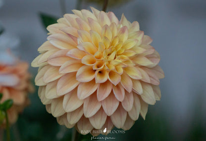 Miss Amara dahlia bloom grown at Baby Bird Blooms in Alberta