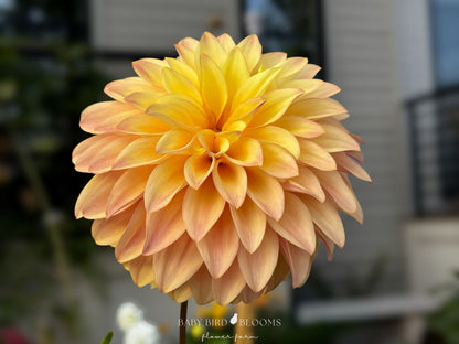 Miss Amara dahlia is a jewel in any garden and beautiful in flower arrangements - Baby Bird Blooms Flower Farm
