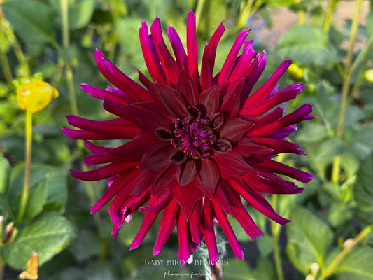 Dahlia Nuit D’Été (Summer Night) with burgundy to maroon semi-cactus flowers - Baby Bird Blooms in Alberta