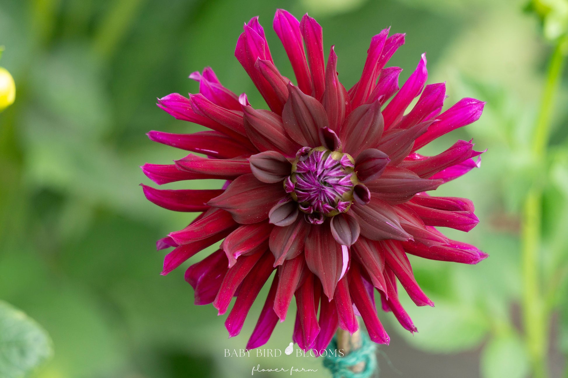 Dahlia Nuit D’Été aka Summer Night flowering in the garden of Baby Bird Blooms