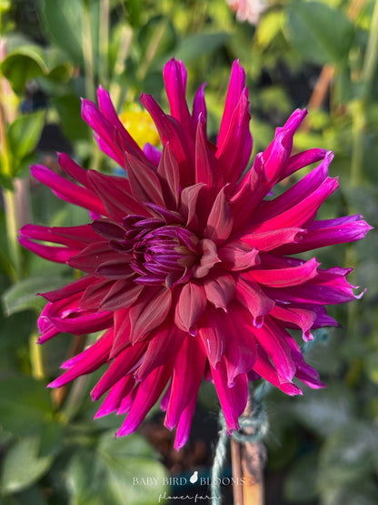 Dahlia Nuit D’Été translates to Summer Night in English is a moody semi-cactus dahlia - Baby Bird Blooms Flower Farm