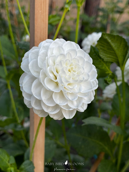 Orsett Beauty is an early flowering dahlia and a staple for wedding work - Baby Bird Blooms Flower Farm