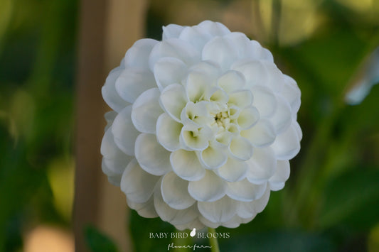 Orsett Beaty dahlia flower close-up showing petals by Baby Bird Blooms